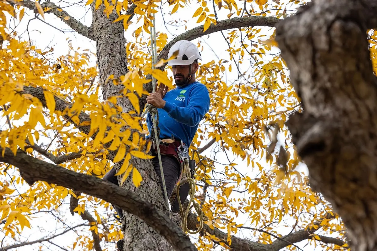 Skilled Tree Trimming crew working in Logan